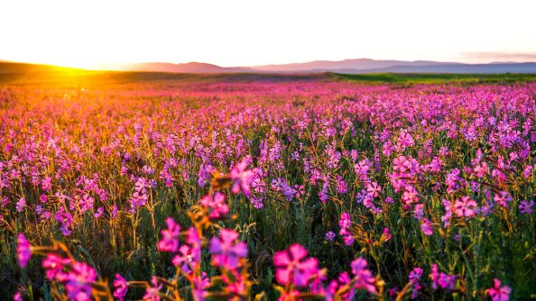 Flowers Landscape