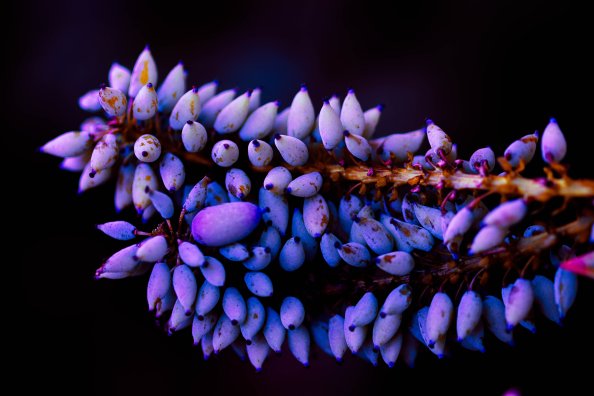 5k Plants Macro