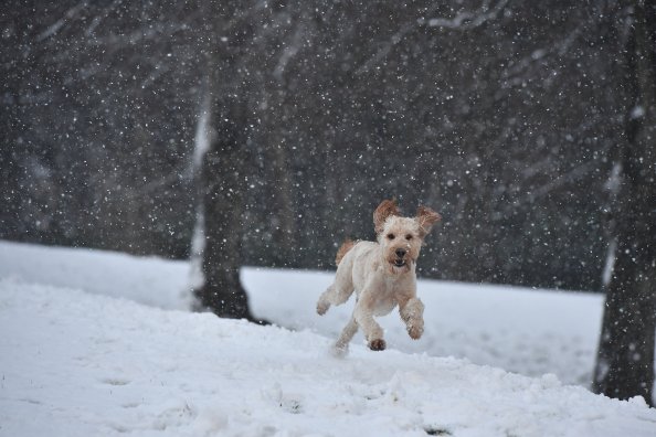 Dog Running In A Snow