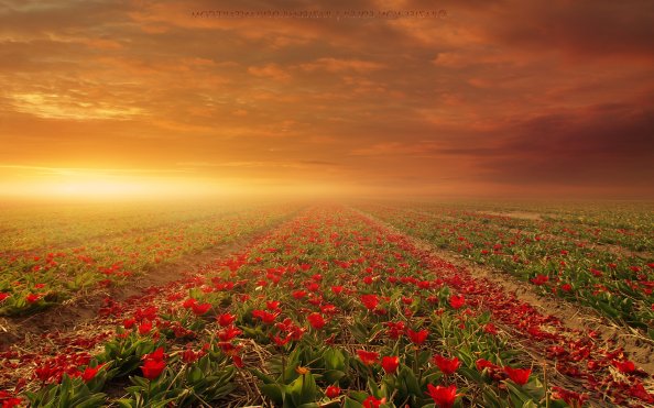 Flower Fields Nature