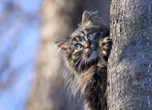 Cat Hiding Behind Tree