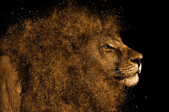 Lion Art 4k