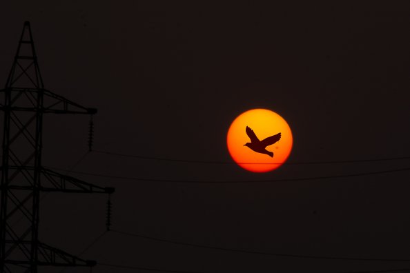 Sunset Sunrise Bird Flying Sky Nature Clouds 5k