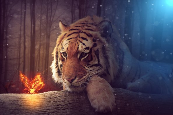 Tiger Dreamy Art