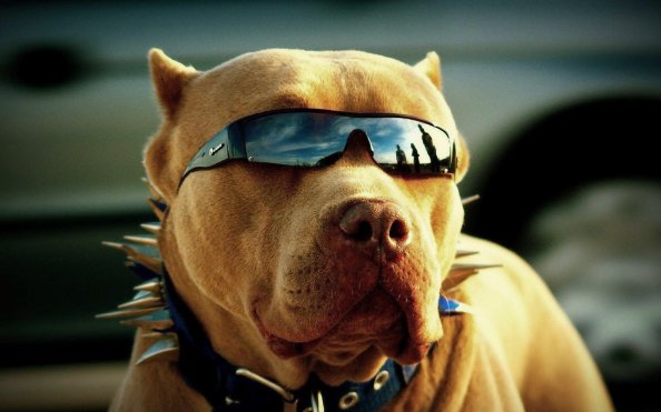 Pitbull Got Swag