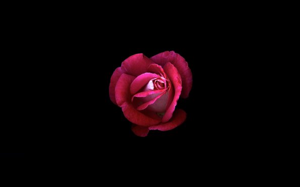 Red Rose Dark Oled