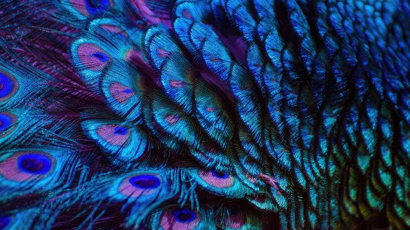 Splendid Peacock Feather 4k