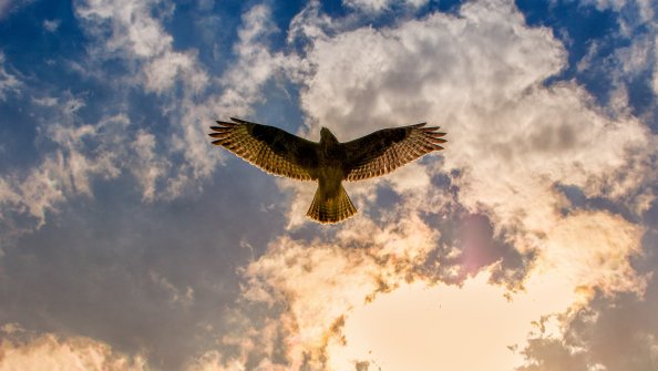 Buzzard