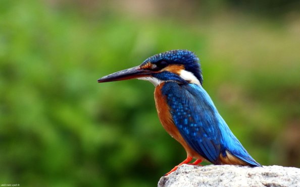Kingfisher Bird