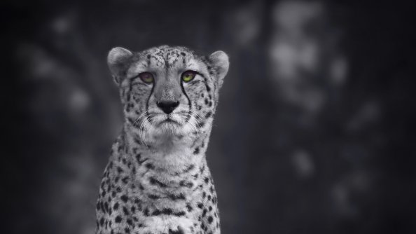 Cheetah Monochrome 4k