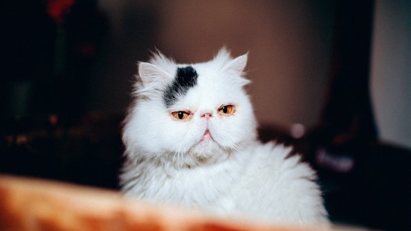 Cat Purebred White