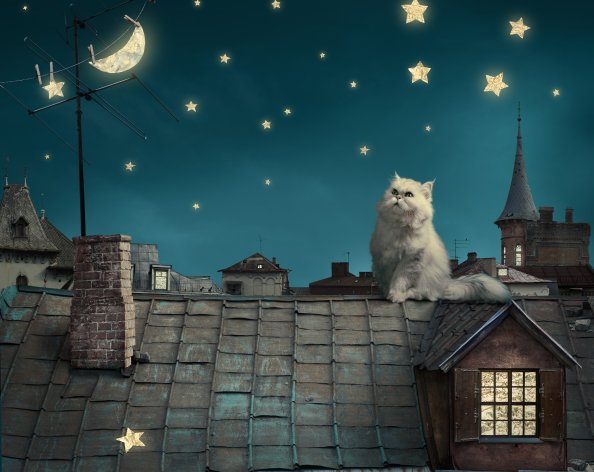 Cat Moon Stars Digital Art Dreamy 5k