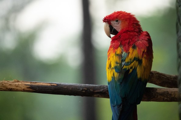 Red Blue And Yellow Macaw Bird 5k