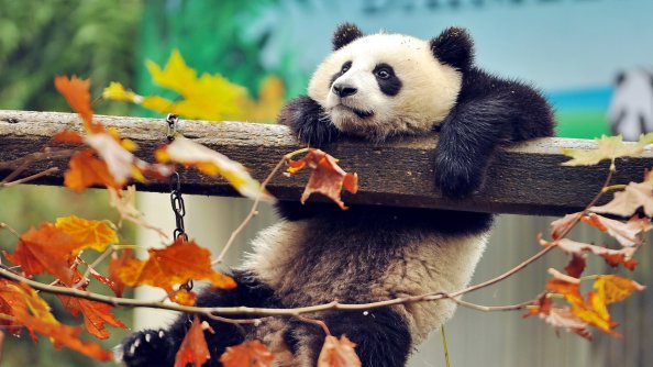Cute Panda