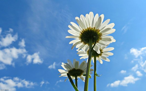 Blue Sky Daisies