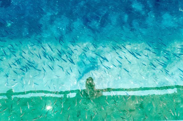 Small Fishes