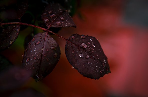 Red Leaf Droplets Dewdrops Macro Rain 4k