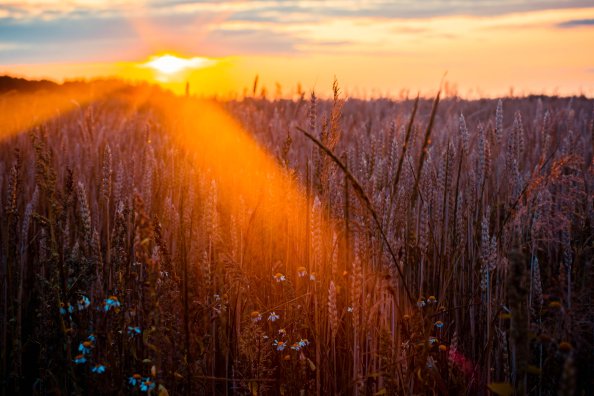 Wheat Field Sun Beams Photography 5k