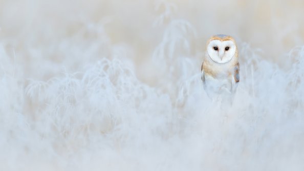 Barn Owl 4k