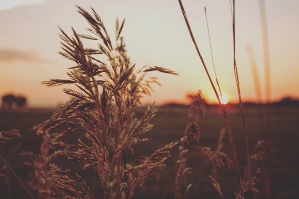 Sunsets