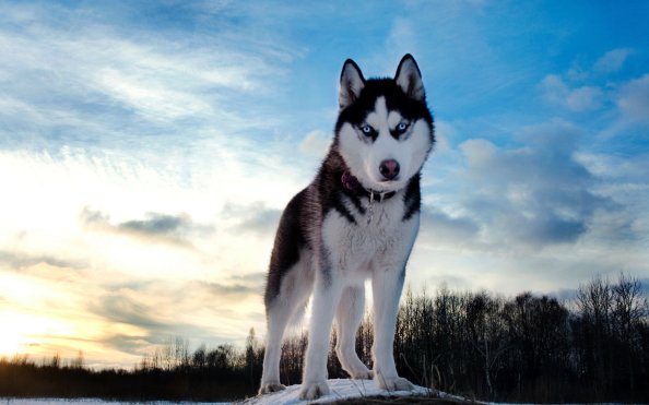 Siberan Husky 4