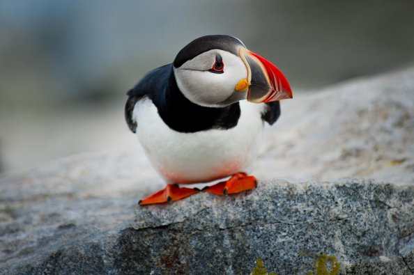Cute Puffin Bird