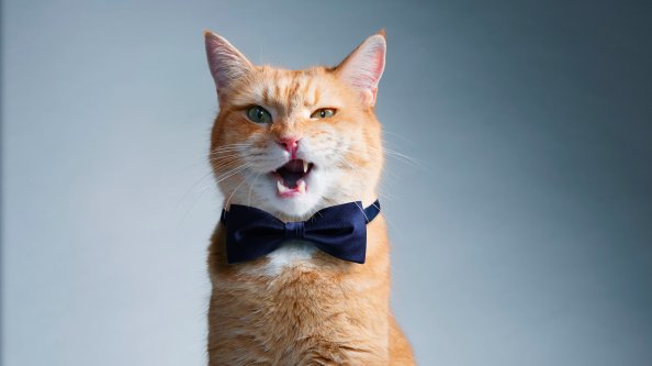 Cat With Bow