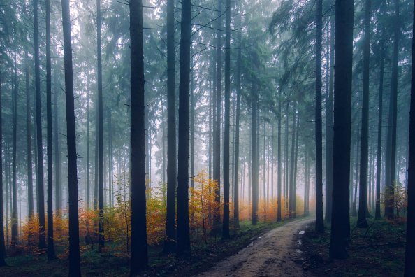 Mist Fog Trees Path Forest
