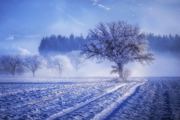 Trees Covered With Snow Fog Landscape Winter 4k