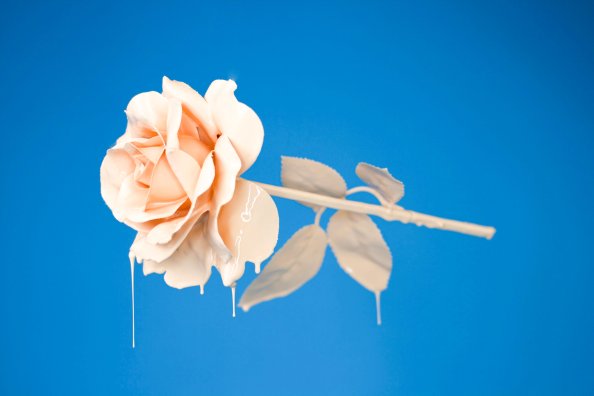 Liquid Rose 4k